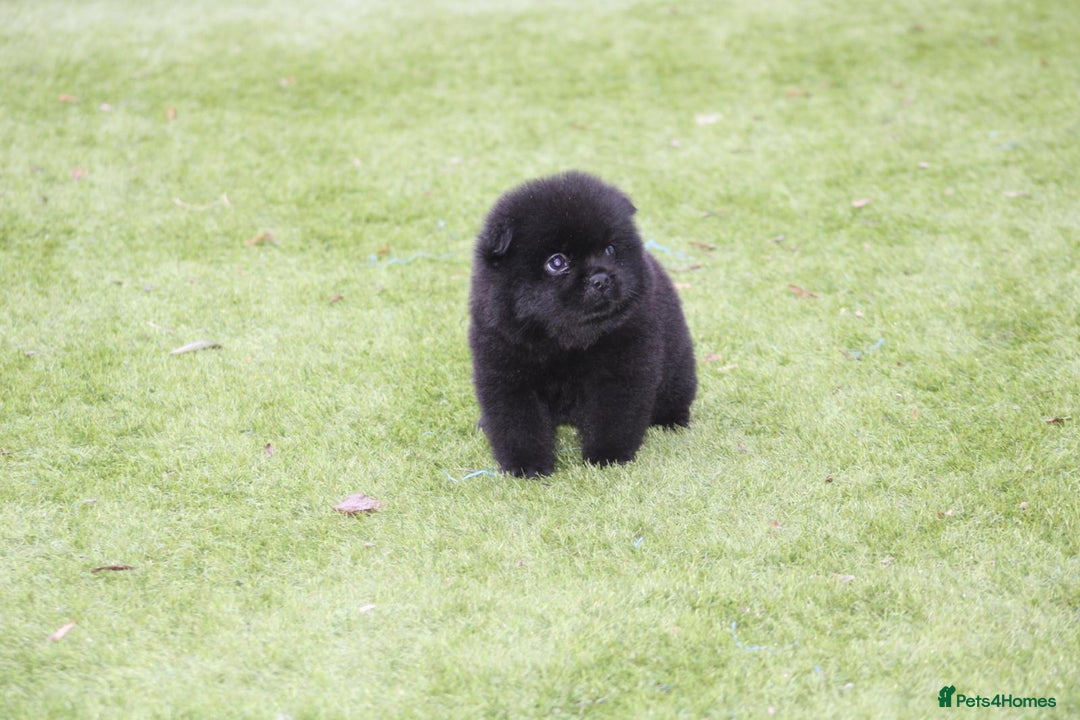 Mixed Breed dogs for sale: 🐾 Chow Chow x Japanese Chin CHINCHOWS 🐾 - Advert 9