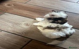 Shih Tzu dogs for sale: 4 x Gorgeous Puppies Available  - Image 3