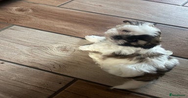 Shih Tzu dogs - Advert 11