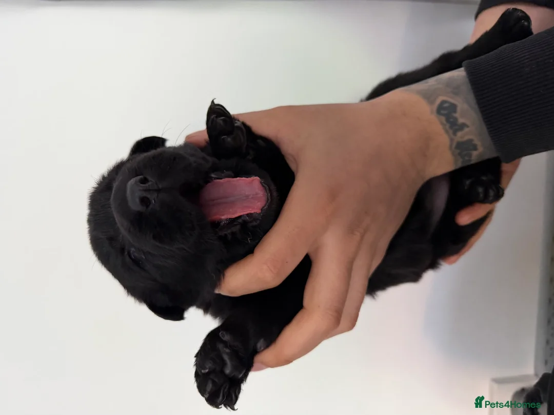 Mixed Breed dogs for sale: Stunning German Shepherd x Belgian Malinois Litter - Advert 17