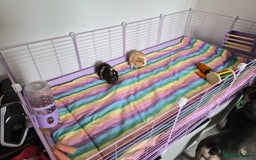 Guinea Pig rodents for sale: Two Male Guinea Pigs - Image 4