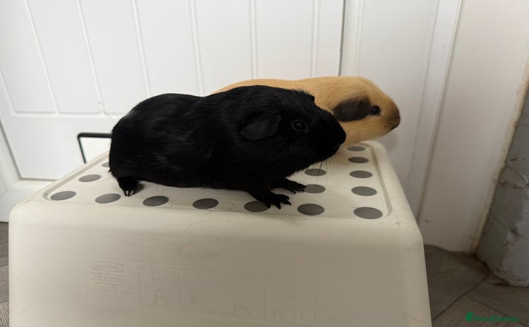 Guinea Pig rodents - Advert 4