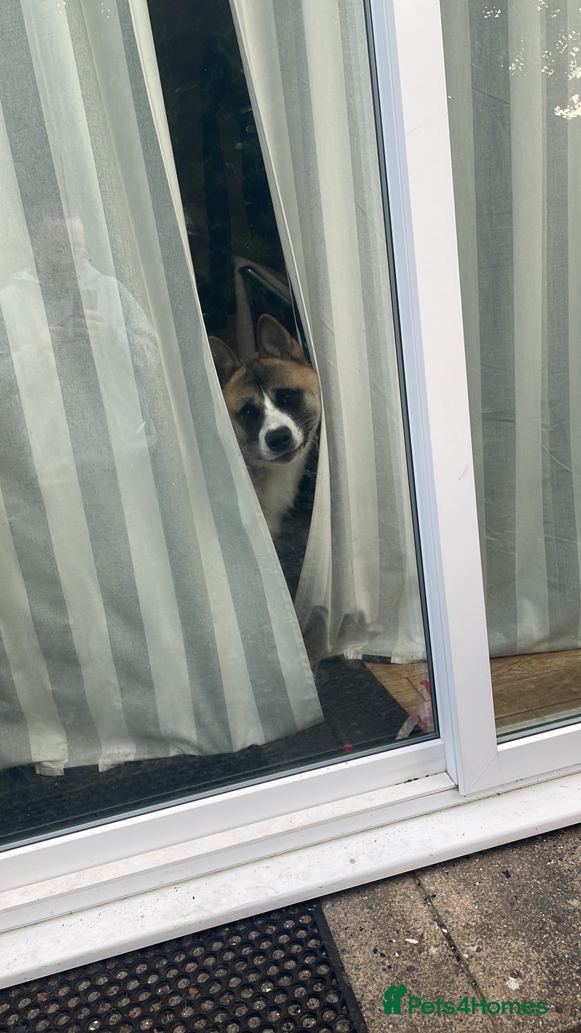 Akita dogs Meet Bailey  - Advert 4