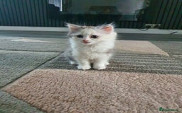 Persian cats for sale: Grey & White - Image 2