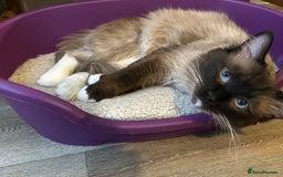 Ragdoll cats for sale: 🐾 Loving 21-Month-Old Male Seal Mitted Ragdoll 🐾 - Image 1