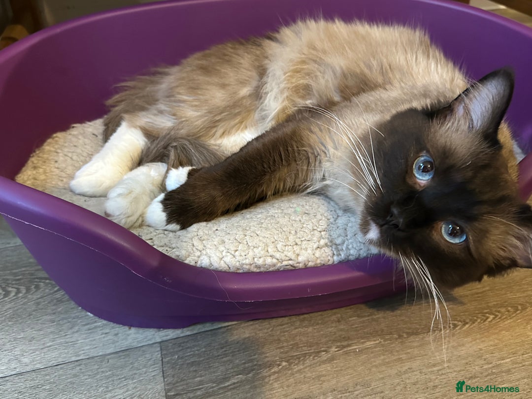Ragdoll cats for sale: 🐾 Loving 21-Month-Old Male Seal Mitted Ragdoll 🐾 - Image 1
