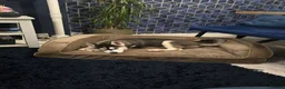 Siberian Husky dogs for sale: Siberian Husky  - Advert 2