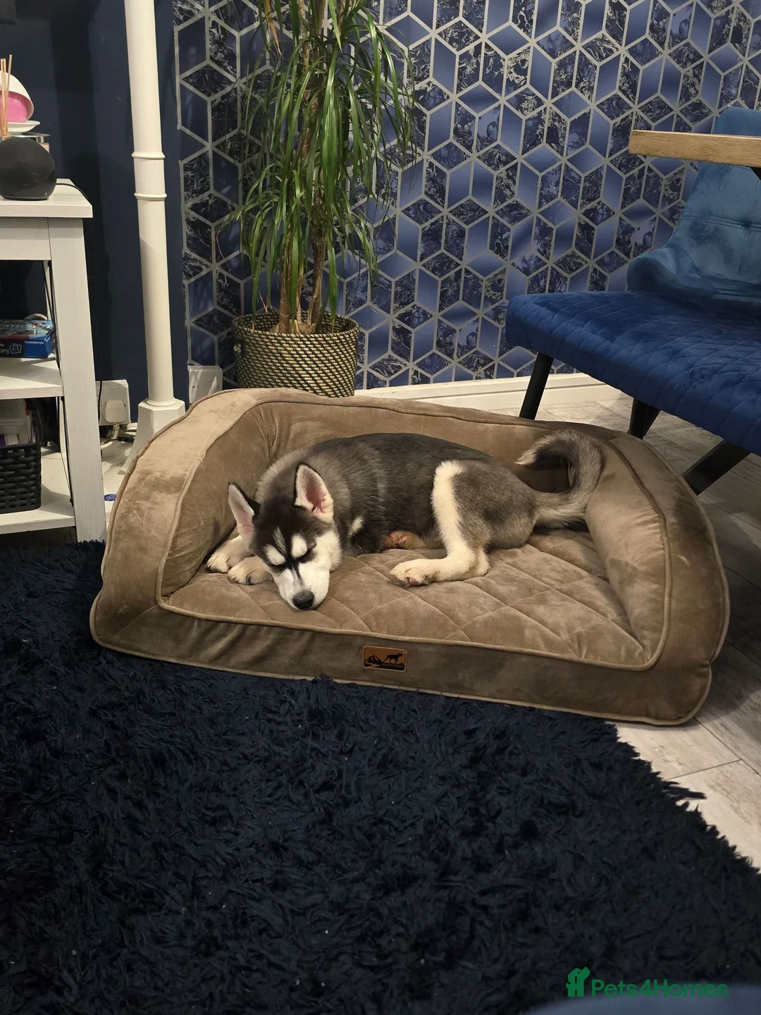 Siberian Husky dogs for sale: Siberian Husky  - Advert 2