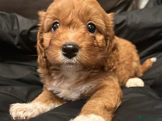 Cockapoo dogs RED F1 TOY COCKAPOOS - ONLY 1 GIRL! HEALTH-CHECKED - Advert 10