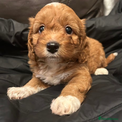 Cockapoo dogs RED F1 TOY COCKAPOOS - ONLY 1 GIRL! HEALTH-CHECKED - Advert 7