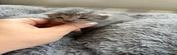 Mixed Breed cats for sale: Beautiful silver, grey, tabby and black kitten - Advert 9