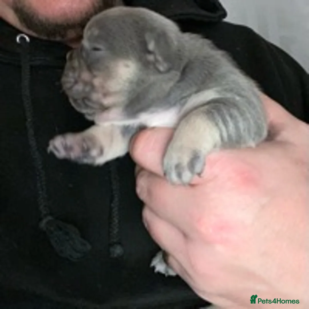 French Bulldog dogs for stud: BRUCE in Sheffield - Advert 10