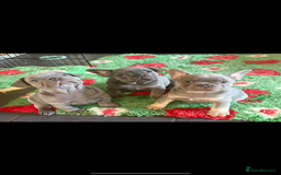 French Bulldog dogs for sale: Amazing Frenchies ready now.  - Image 14