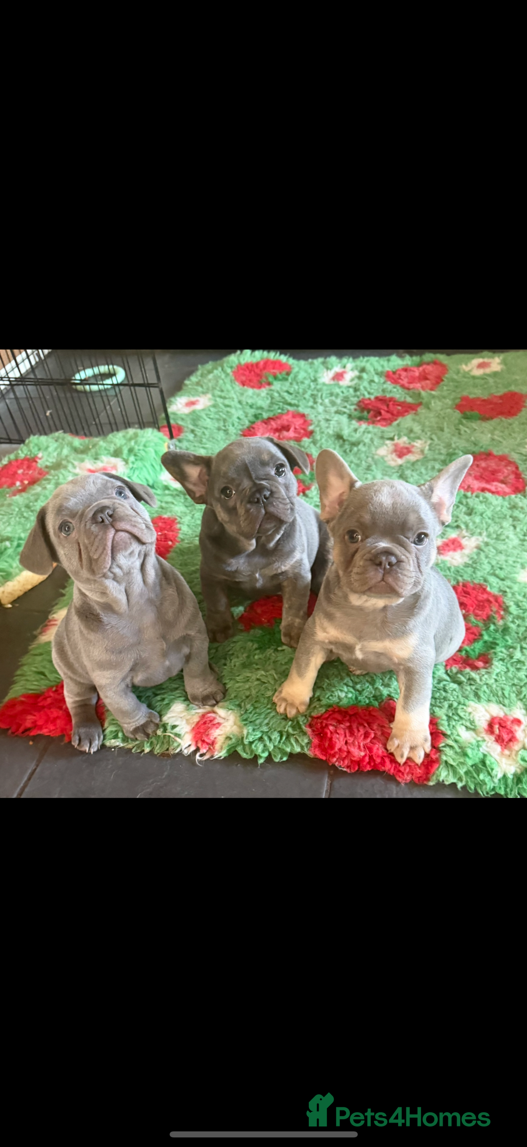 French Bulldog dogs for sale: Amazing Frenchies ready now.  - Image 14