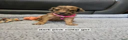 Goldendoodle dogs for sale: GOLDENDOODLES - Advert 26