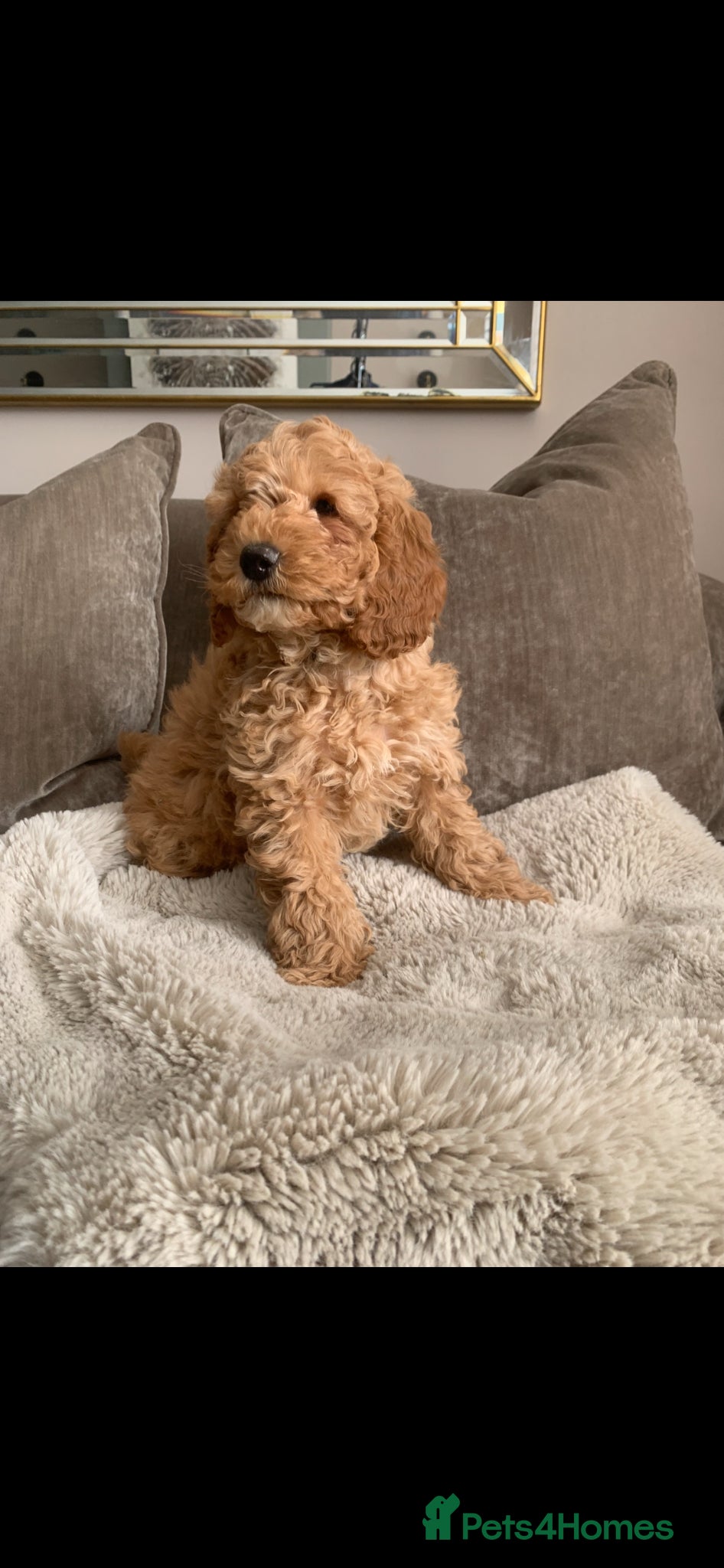Labradoodle dogs Double Doddle puppies ( Health tested )  - Advert 2
