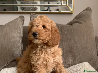 Labradoodle dogs Double Doddle puppies ( Health tested ) - Advert 2