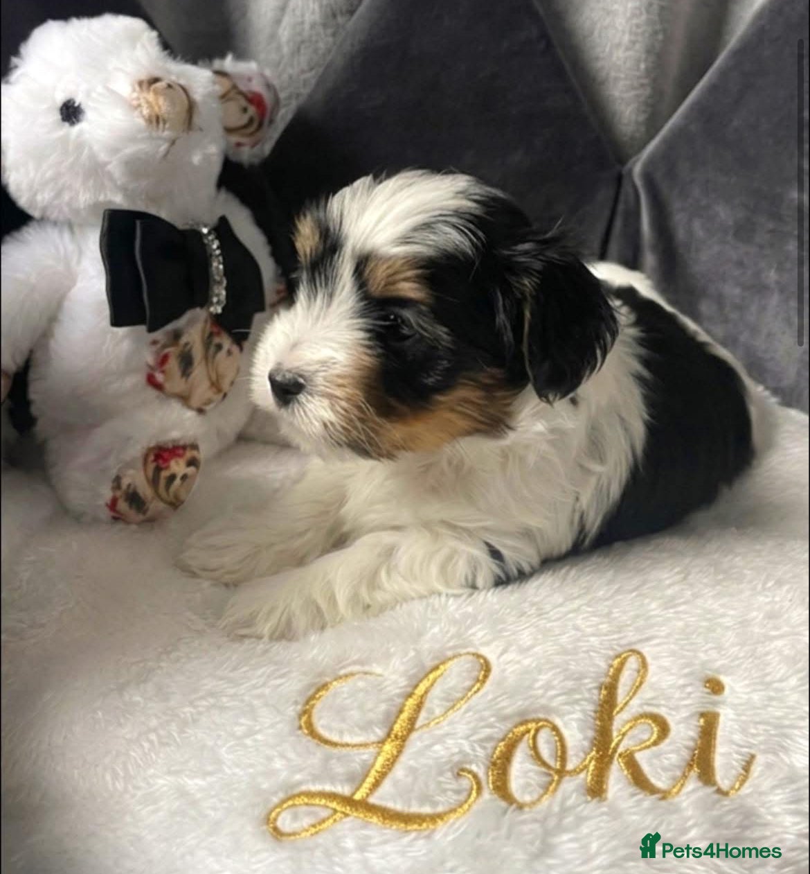 Yorkshire Terrier dogs for sale: Adorable Biewer Yorkshire Terriers - Advert 25