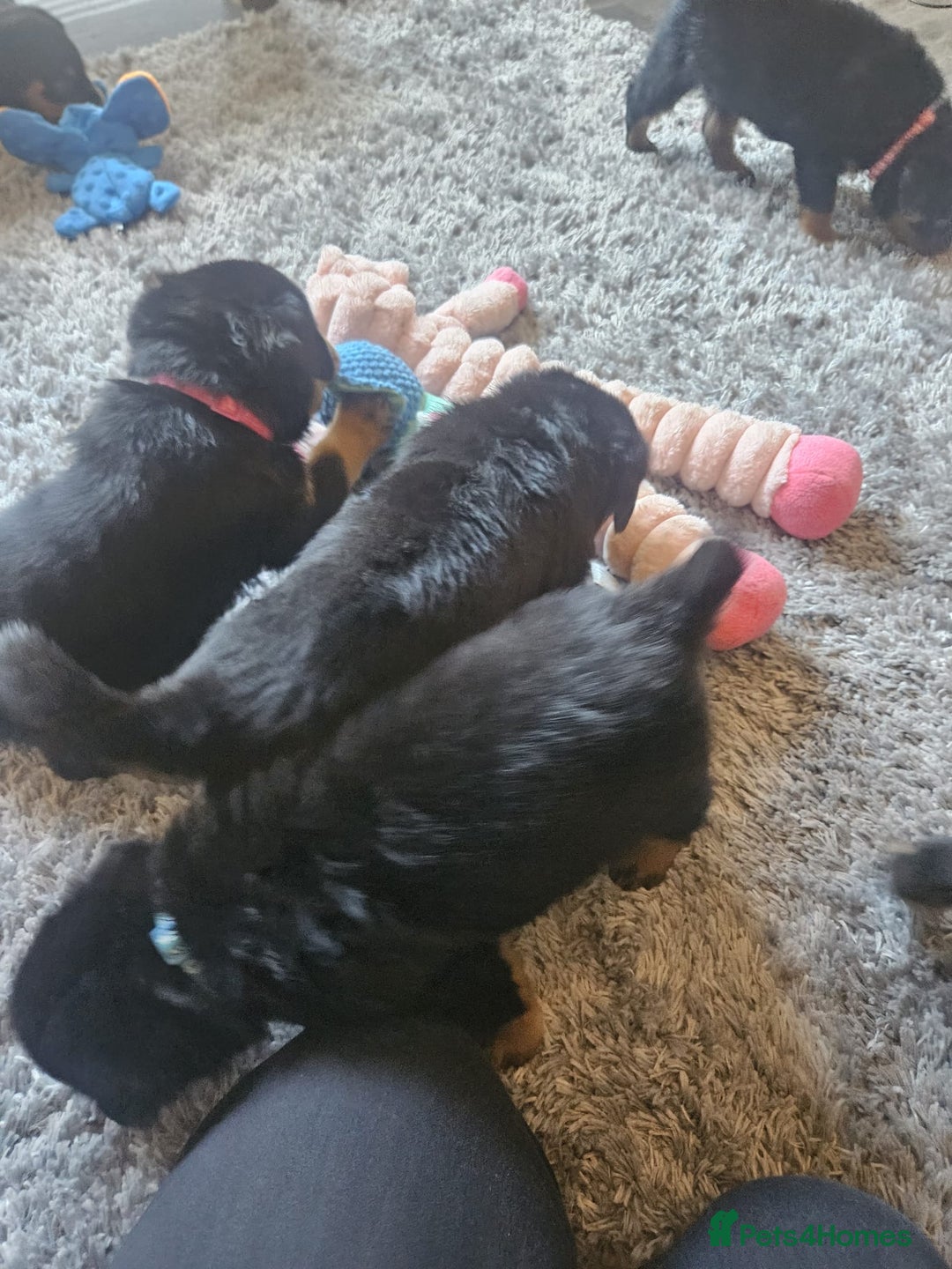 Rottweiler dogs for sale: Beautiful rottweiler puppies - Image 5