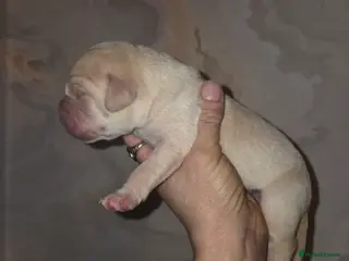 Labrador Retriever dogs Kc Registered quality labrador puppies - Advert 15