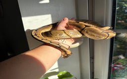 Python Snake reptiles for sale: Royal/Ball Python -spider, calico, orange dream - Image 3