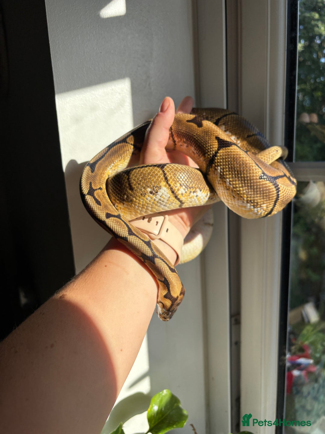 Python Snake reptiles for sale: Royal/Ball Python -spider, calico, orange dream - Image 3