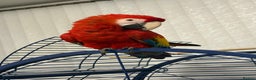 Parrots birds for sale: BABY MALE SCARLET MACAW WITH CITIES AND DNA PAPERS - Advert 6