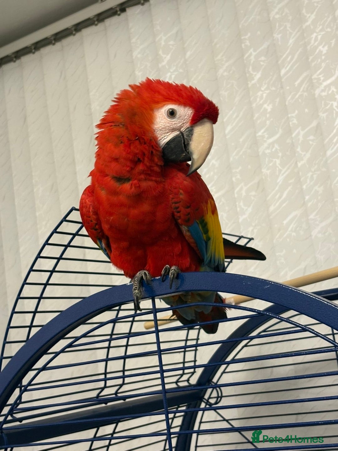 Parrots birds for sale: BABY MALE SCARLET MACAW WITH CITIES AND DNA PAPERS - Advert 6