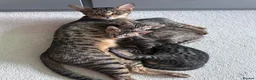 Savannah cats for sale: LAST KITTEN AVAILABLE🏆F4 TICA Registered Savannah - Advert 6