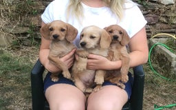 Hungarian Vizsla dogs for sale: VIZSIPOO puppies, Vizsla x Miniature Poodle - Image 7