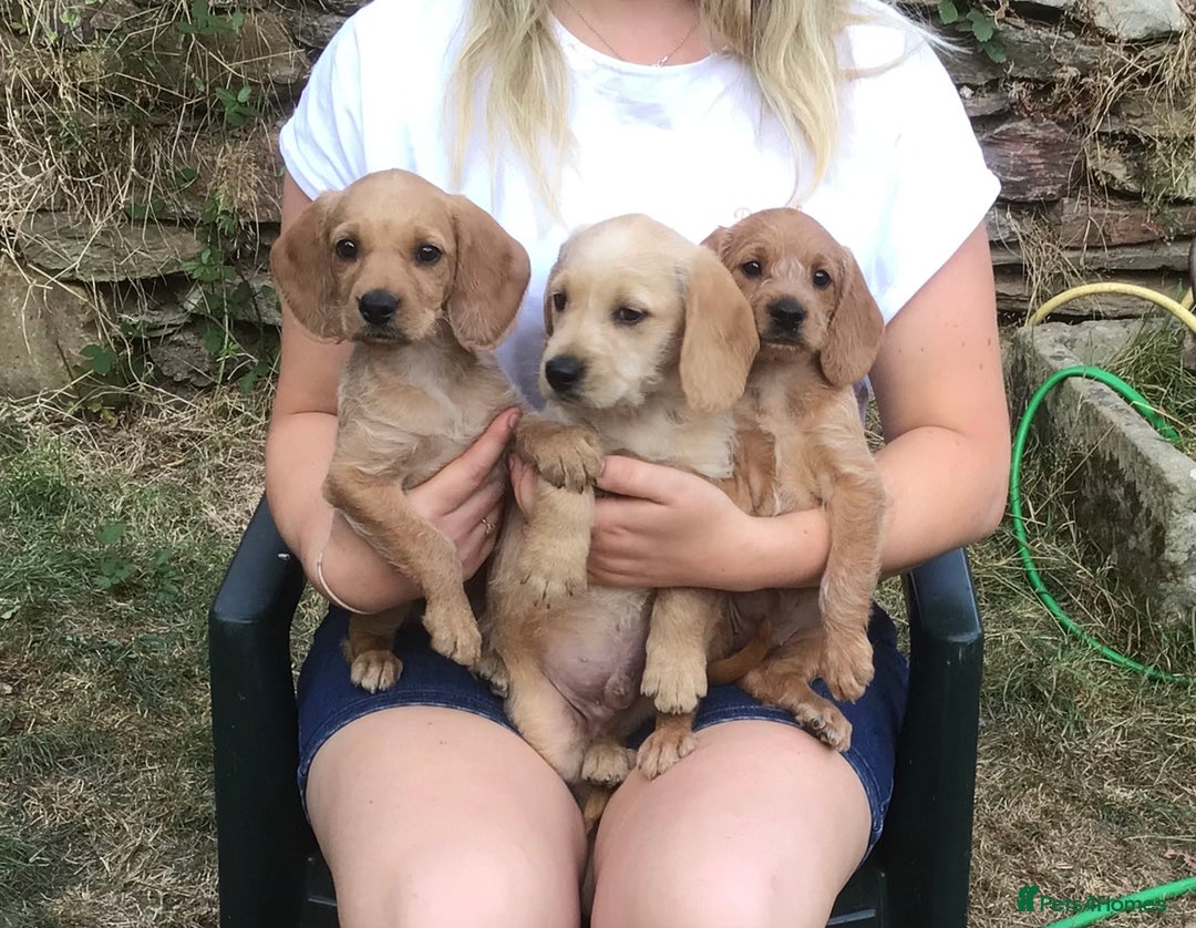 Hungarian Vizsla dogs for sale: VIZSIPOO puppies, Vizsla x Miniature Poodle - Image 7