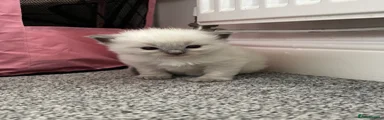 Ragdoll 2