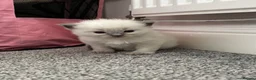Ragdoll cats for sale: Pure blue point ragdolls  - Advert 3