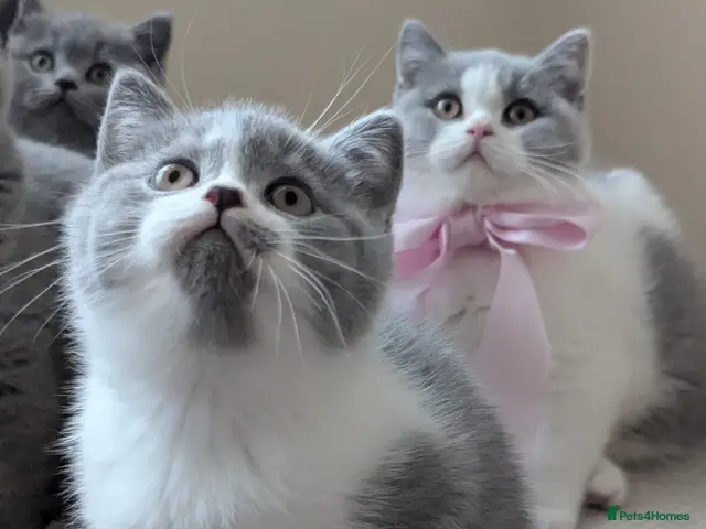 British Shorthair cats Amazing British Shorthair Bicolour kittens - Advert 14