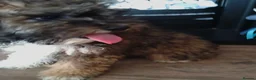 Poochon dogs for sale: Poochon puppies beautiful girls fully vaccinated  - Advert 15