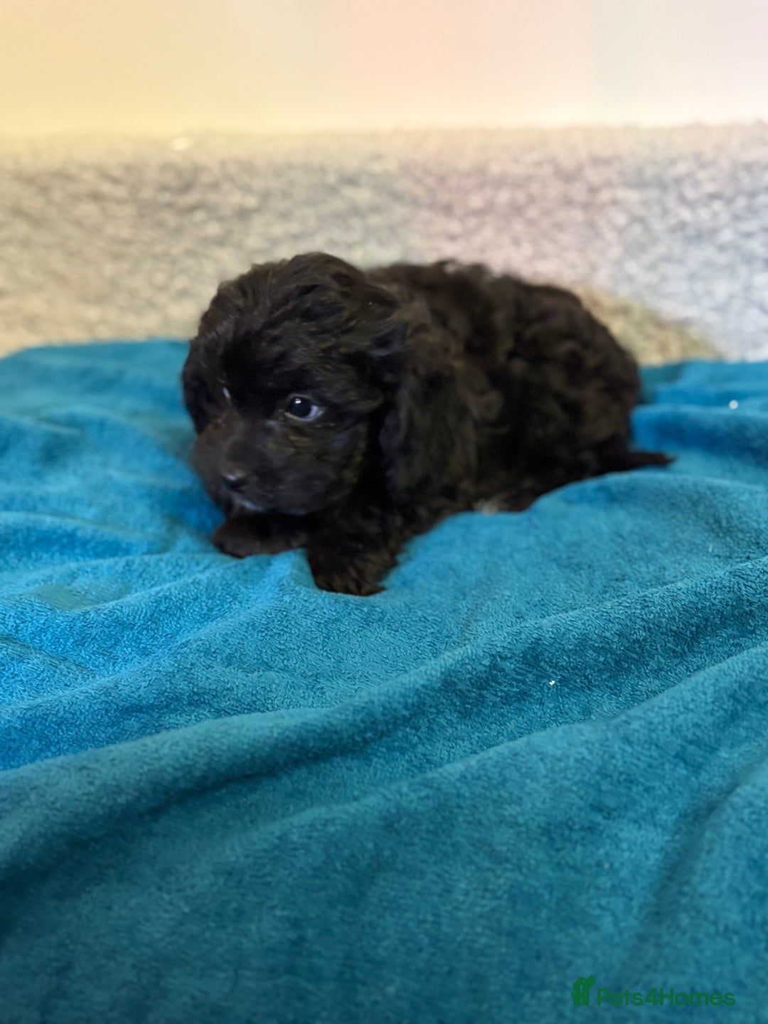 Cavapoo dogs for sale: F1 cavapoo  - Advert 9