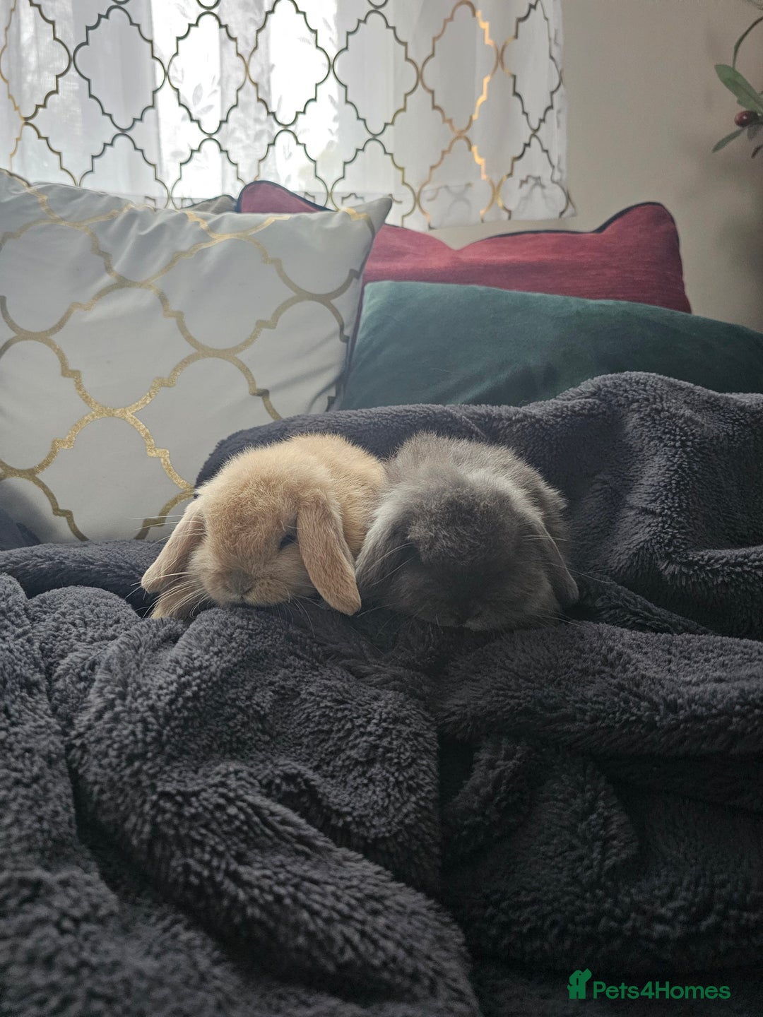 Mini Lop rabbits for sale: 2 Beautiful Mini Lop Baby Does  - Advert 4