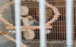 Lovebirds birds for sale: *AVAILABLE* 2 Lovebirds + Cage + Food! in West Bromwich - Image 6