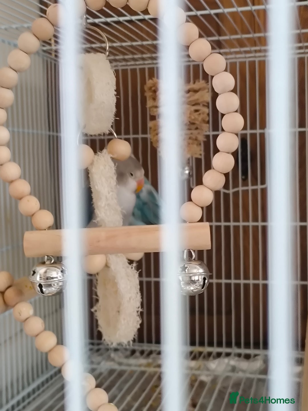 Lovebirds birds for sale: *AVAILABLE* 2 Lovebirds + Cage + Food! in West Bromwich - Image 6