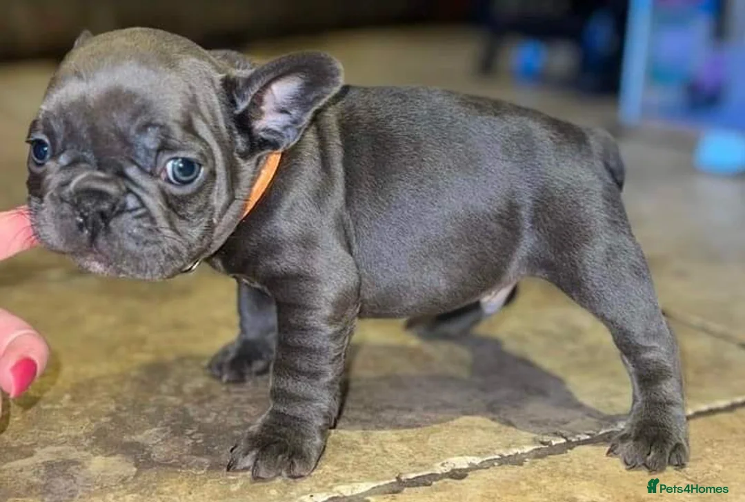 French Bulldog dogs for stud: Tiny 8kg Isabella and tan quad  - Advert 20