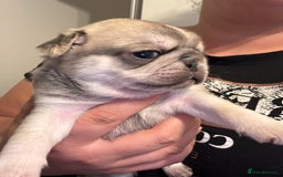 Pug dogs for sale: Beautiful Pug Puppies Male Female - Image 15