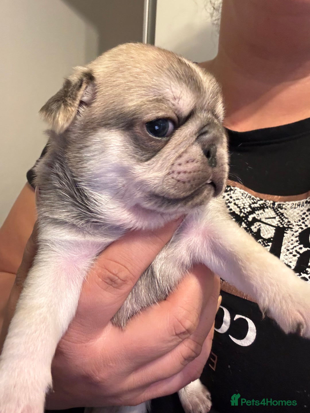 Pug dogs for sale: Beautiful Pug Puppies Male Female - Image 15