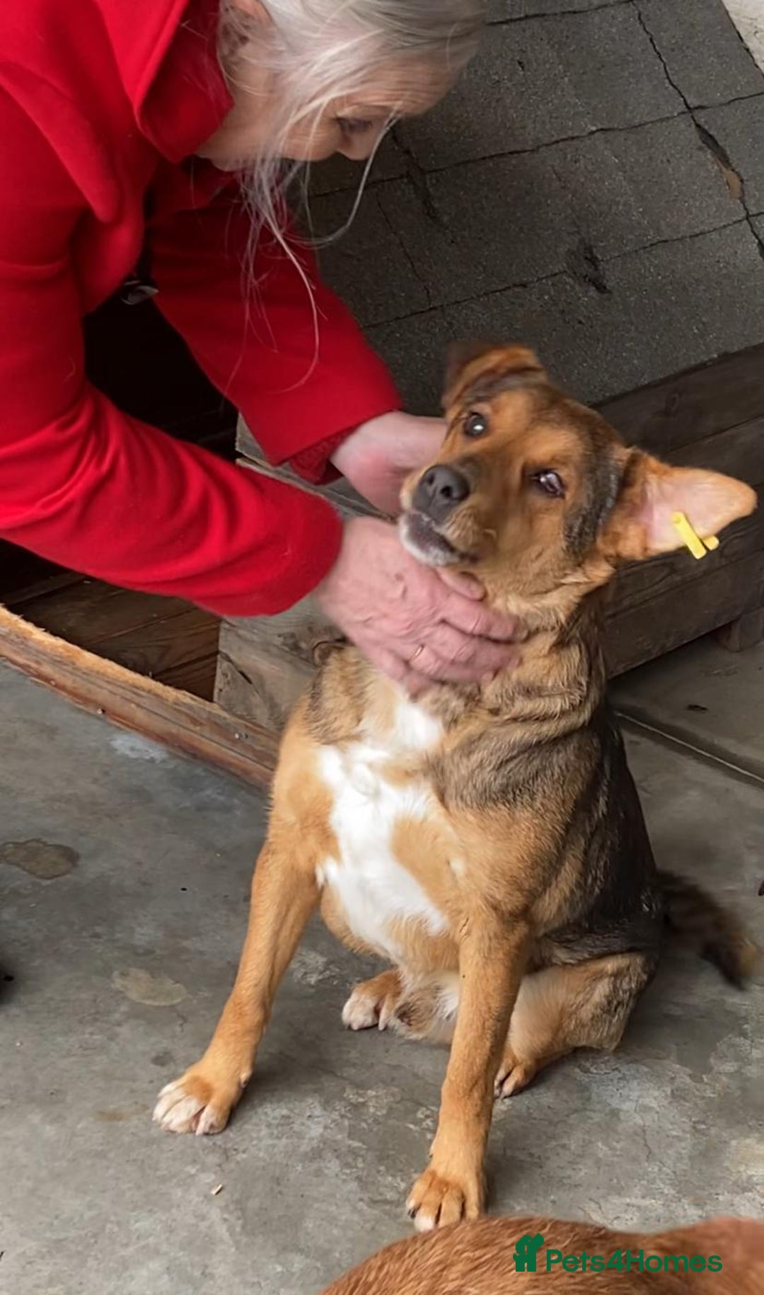 Mixed Breed dogs for adoption: Pitch & Peggy, 5 yrs. Available for adoption. - Advert 12