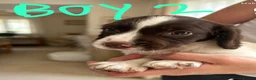 English Springer Spaniel dogs for sale: Springer spaniel puppies for sale - Advert 5
