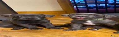Staffordshire Bull Terrier 3