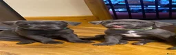 Staffordshire Bull Terrier dogs for sale: Beautiful kc registered Staffords bull terrier  - Advert 17