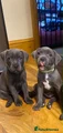 Staffordshire Bull Terrier 3