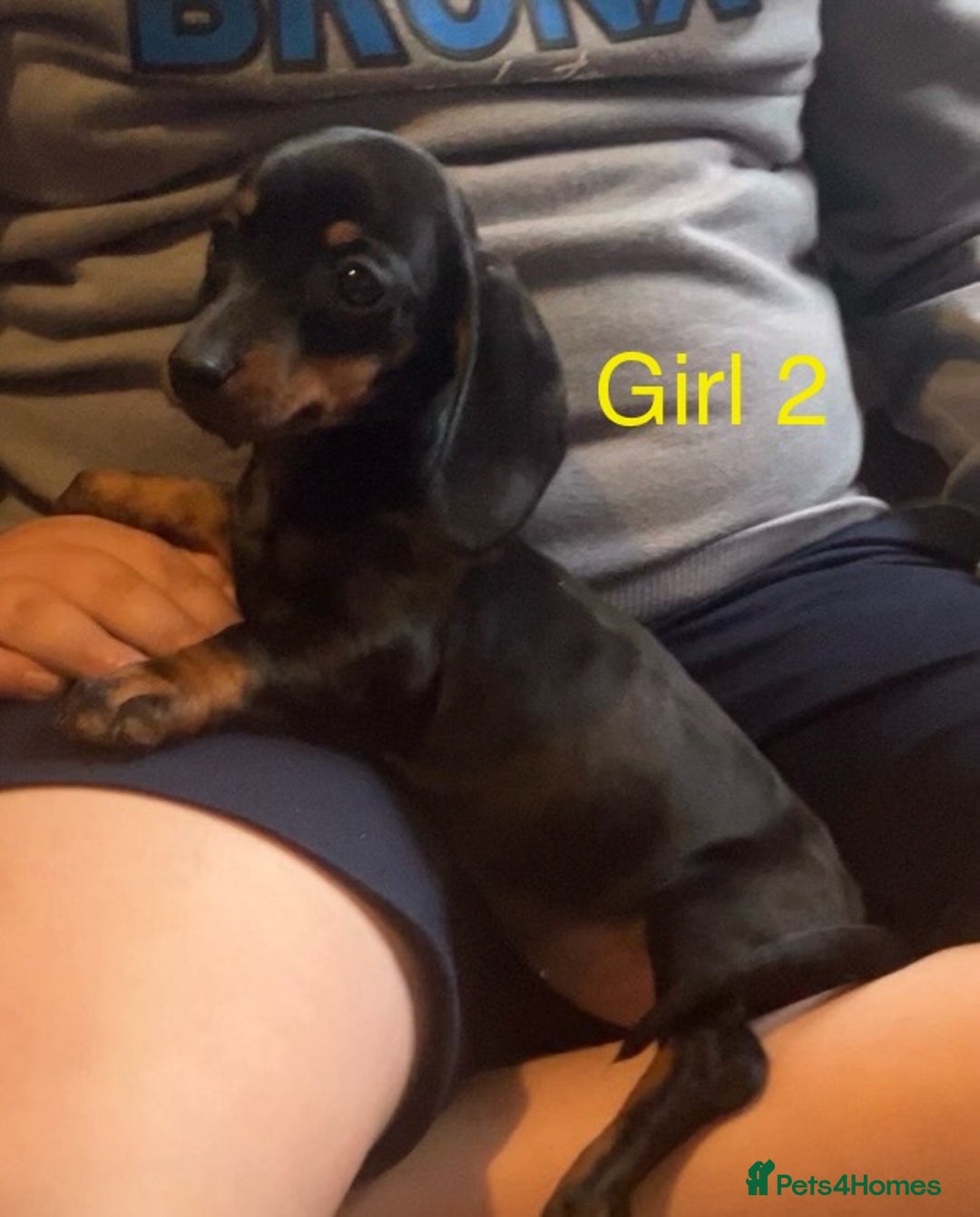 Dachshund dogs for sale: Dachshund puppies AVAILABLE NOW  - Image 12