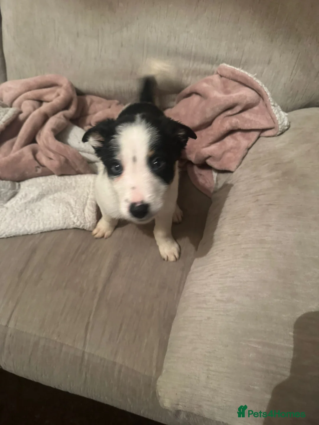 Border Collie dogs for sale: 1 Border Collie Pup - Health tested clear parents - Advert 29