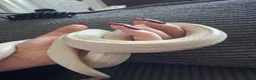 Corn Snake reptiles for sale: Various corn snakes for sale, Snow Tessera & more - Advert 30